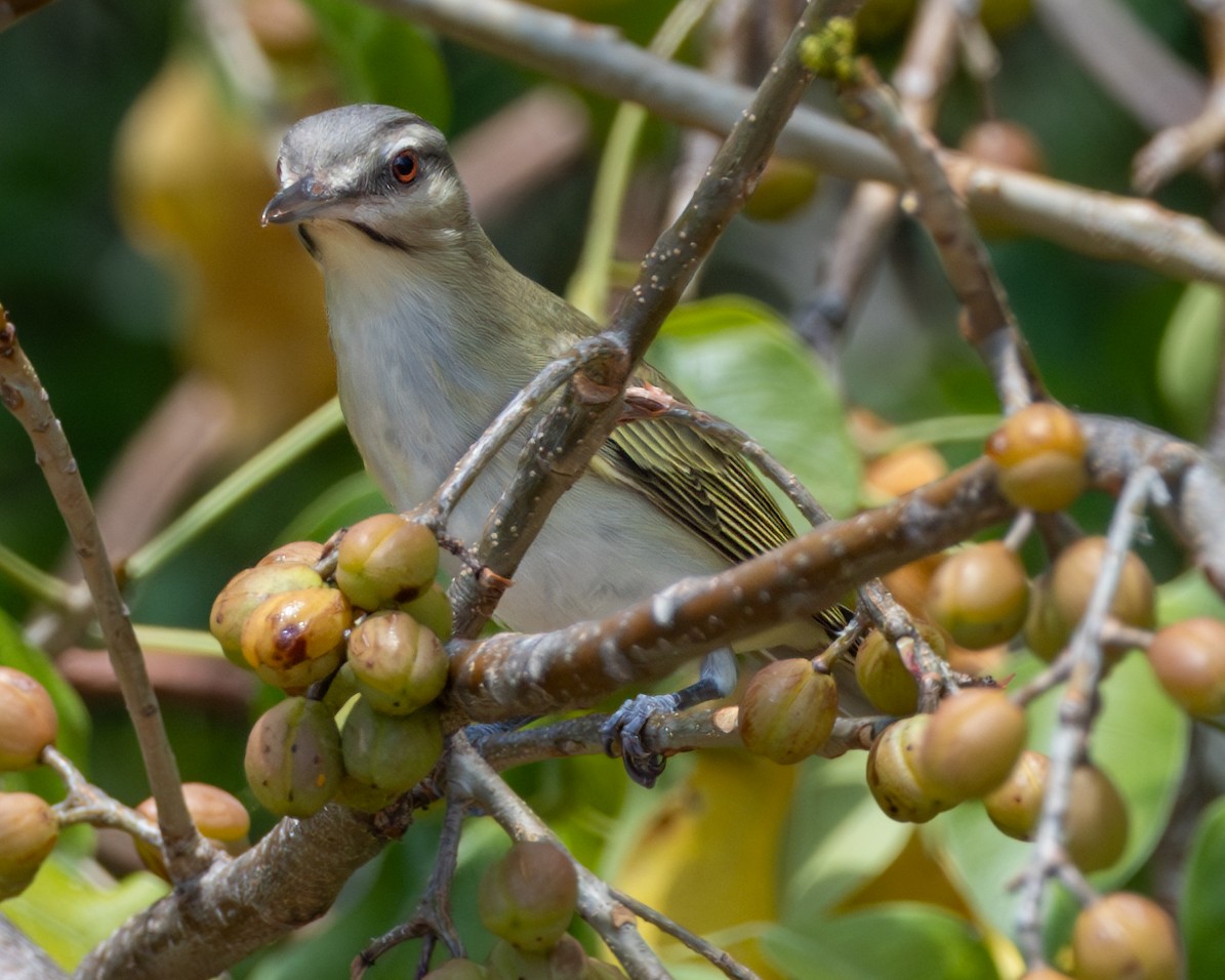 Black-whiskered Vireo - Pam Koepf