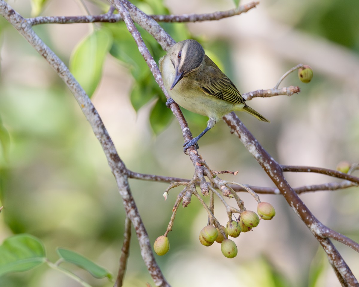 Black-whiskered Vireo - Pam Koepf