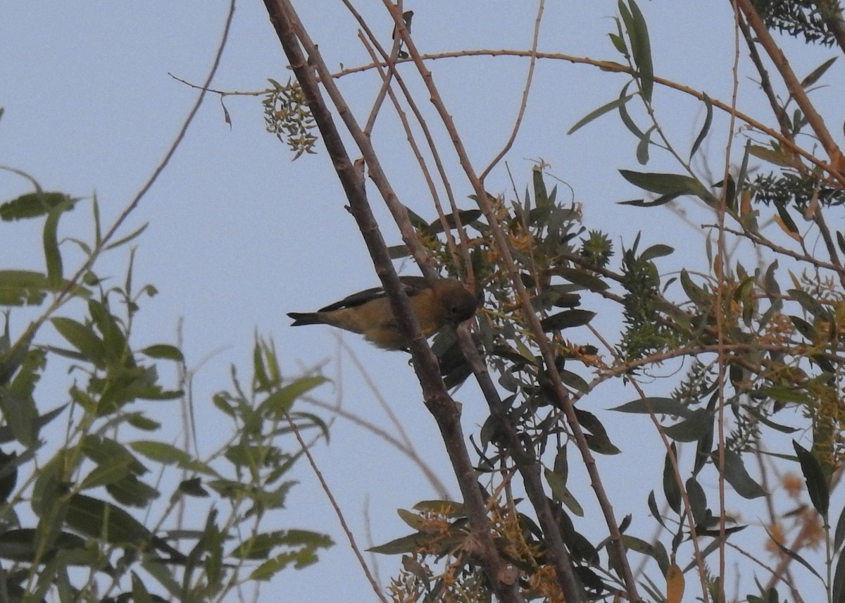 Lesser Goldfinch - Chris Dean