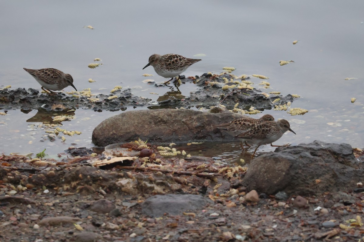 Least Sandpiper - Forrest Wickman