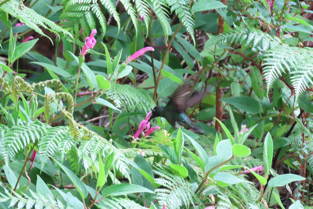 Костариканский колибри-герцог - ML618318486