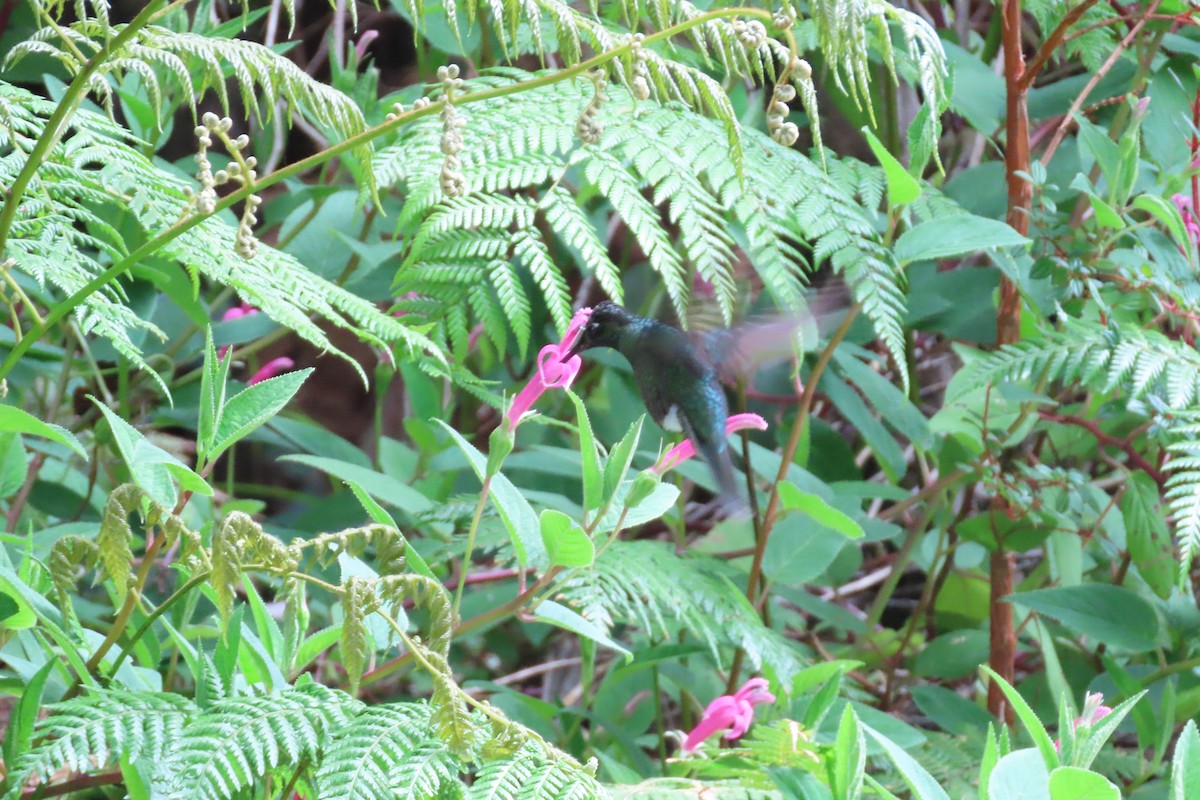 Костариканский колибри-герцог - ML618318487