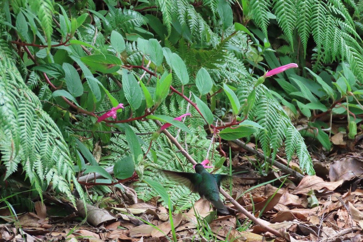 Костариканский колибри-герцог - ML618318493