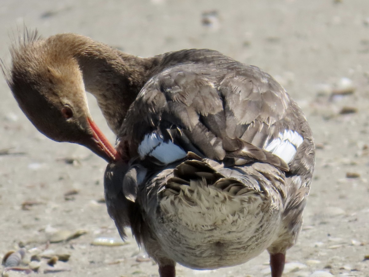 Red-breasted Merganser - ML618318497