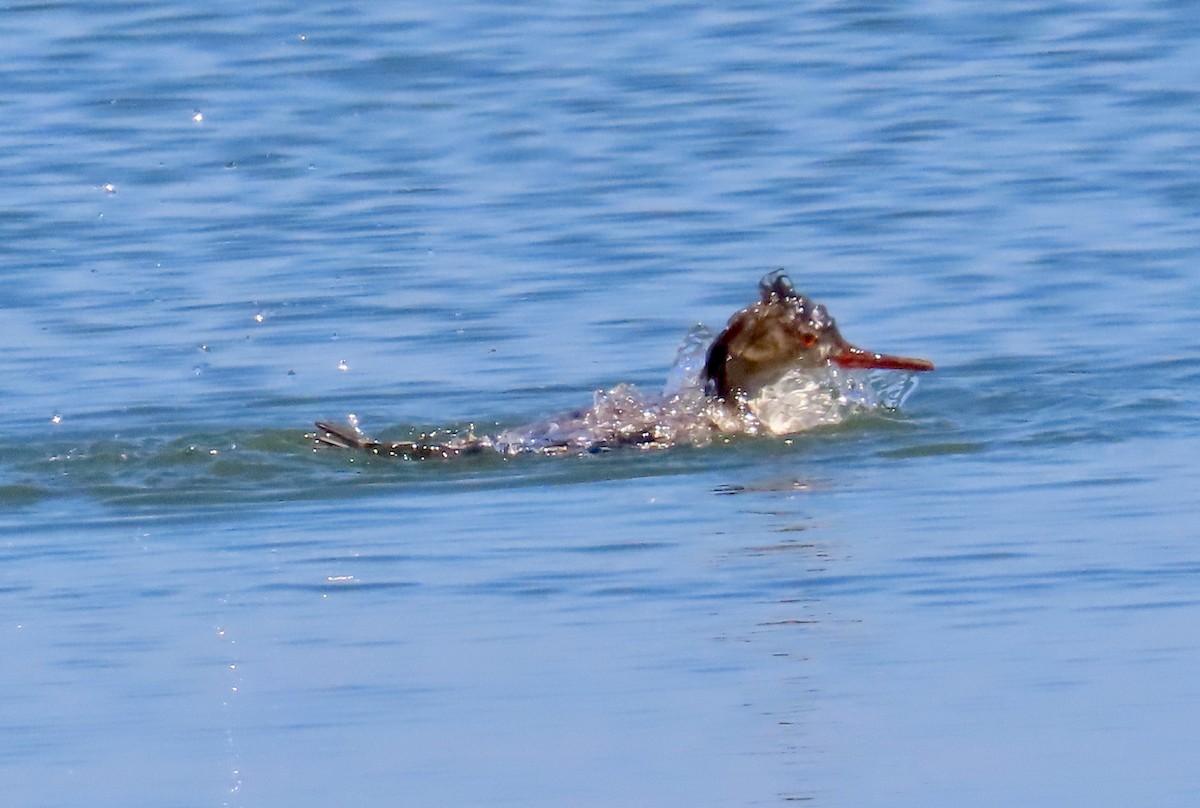 Red-breasted Merganser - ML618318500