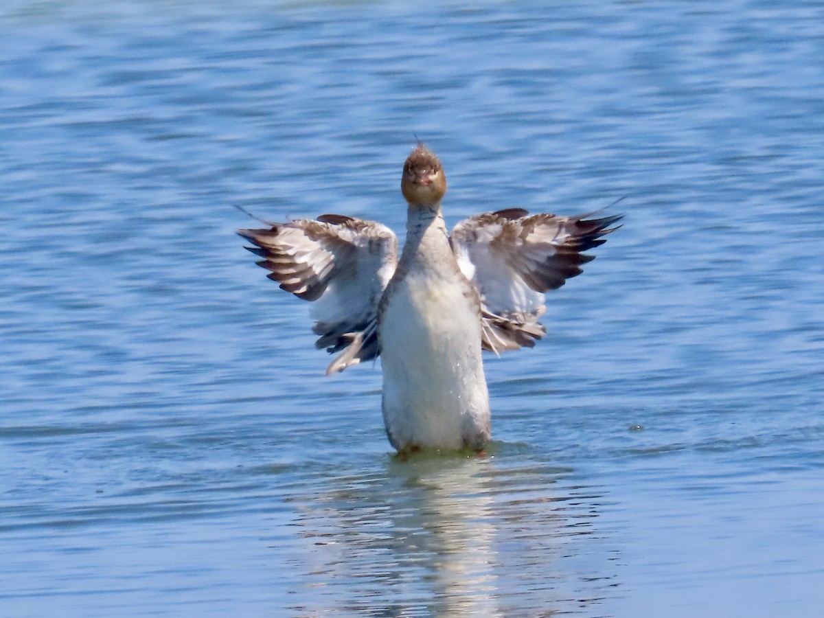 Red-breasted Merganser - ML618318501