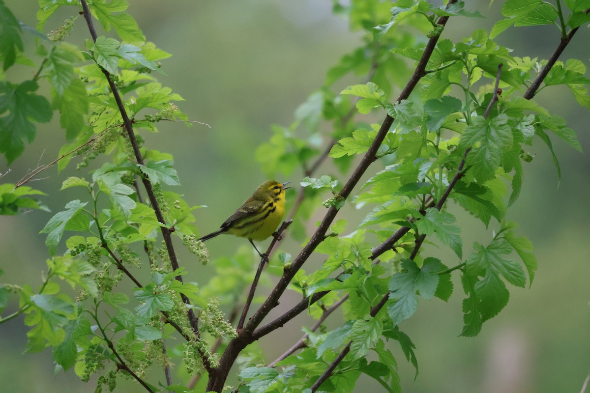 Prairie Warbler - ML618318530