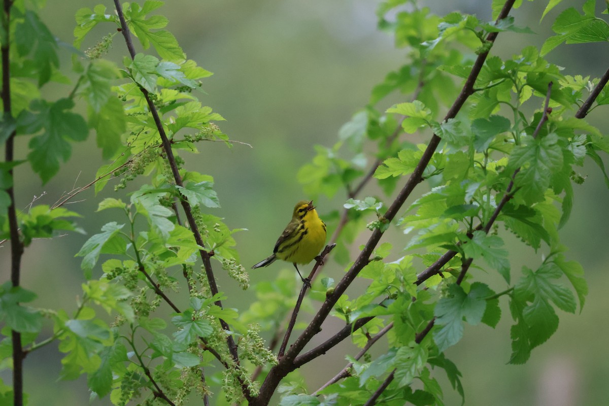 Prairie Warbler - ML618318531