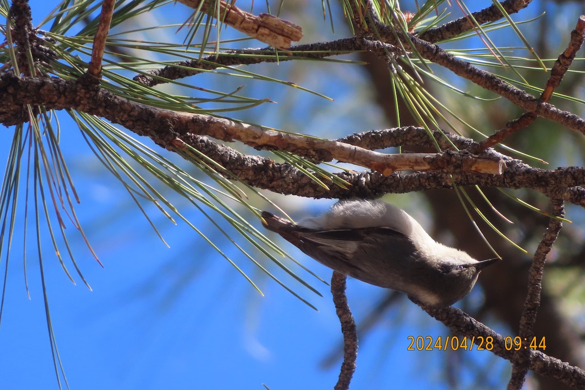 Pygmy Nuthatch - ML618318557