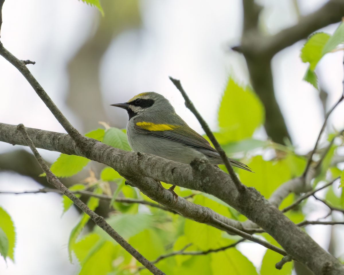 Golden-winged Warbler - Michael Filosa