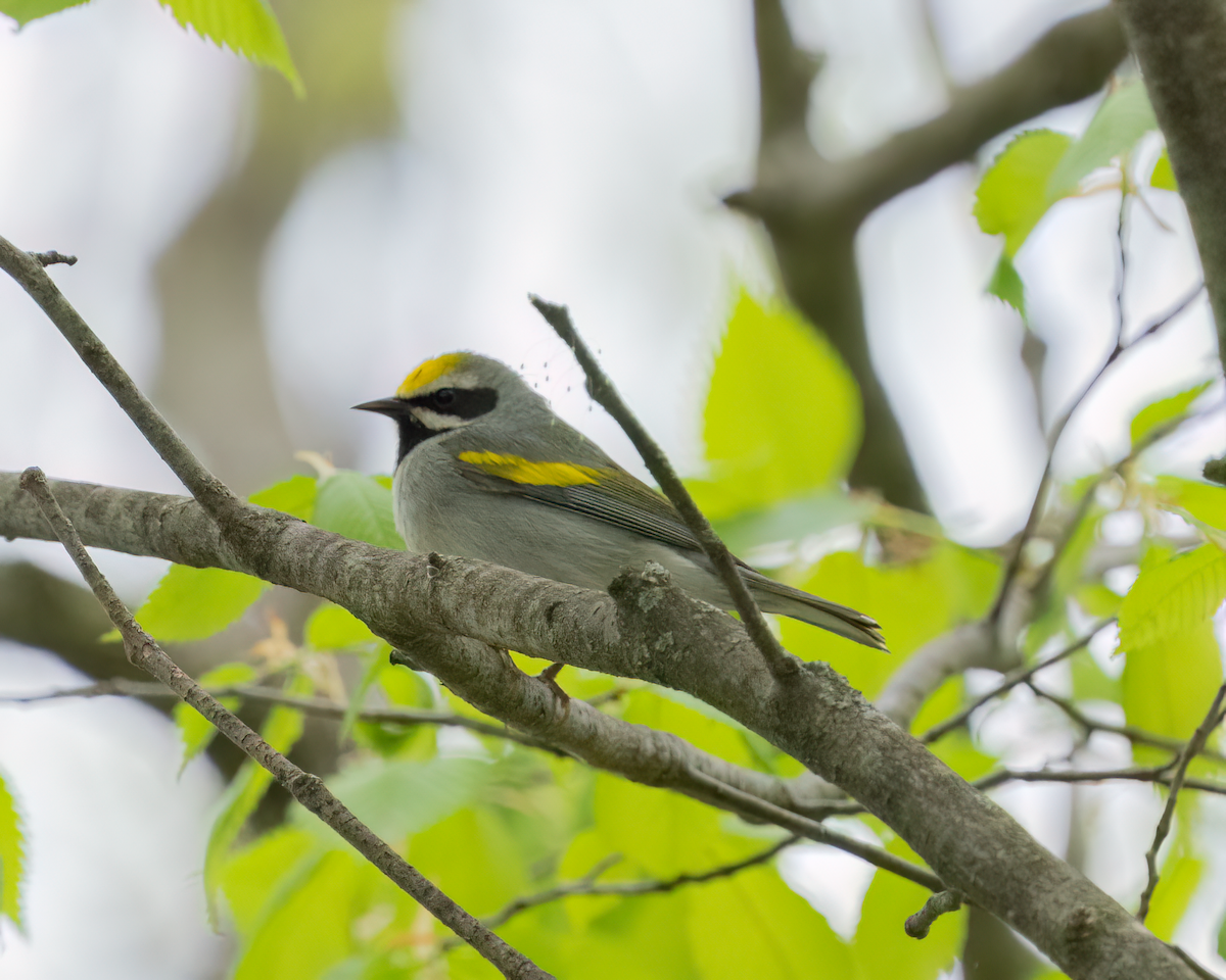 Golden-winged Warbler - Michael Filosa