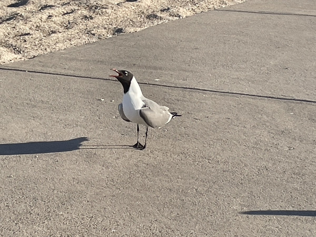 Mouette atricille - ML618318604