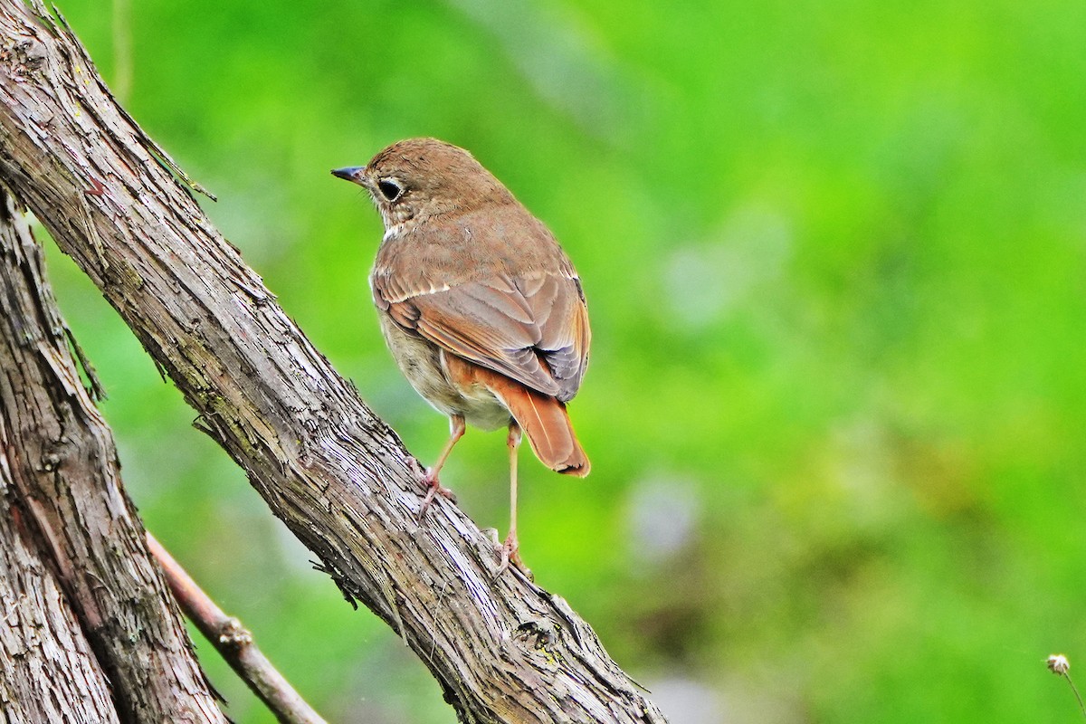 Hermit Thrush - Maneesh Rajvanshi