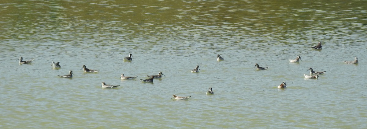 Phalarope de Wilson - ML618318665
