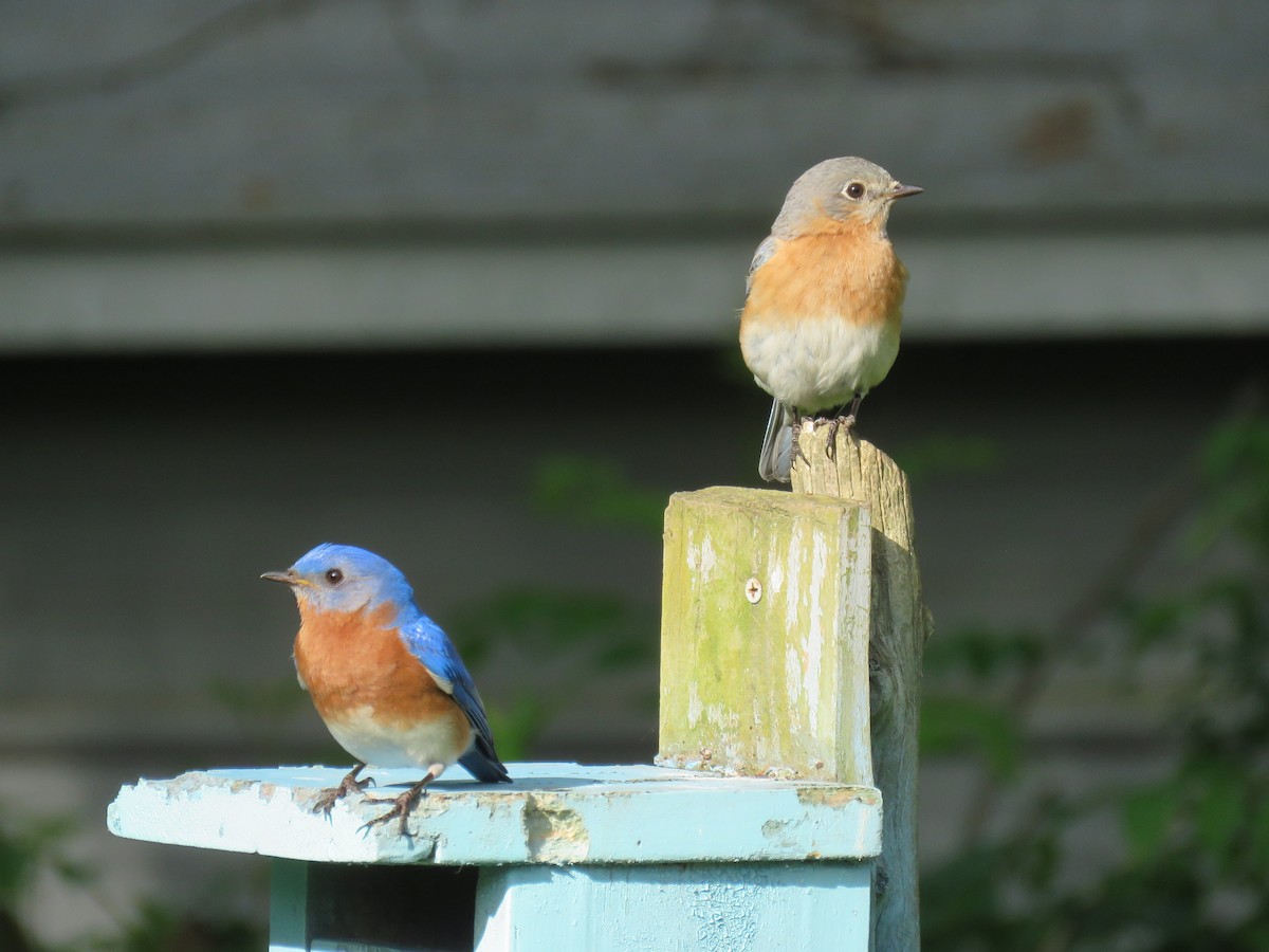 Eastern Bluebird - michele ramsey