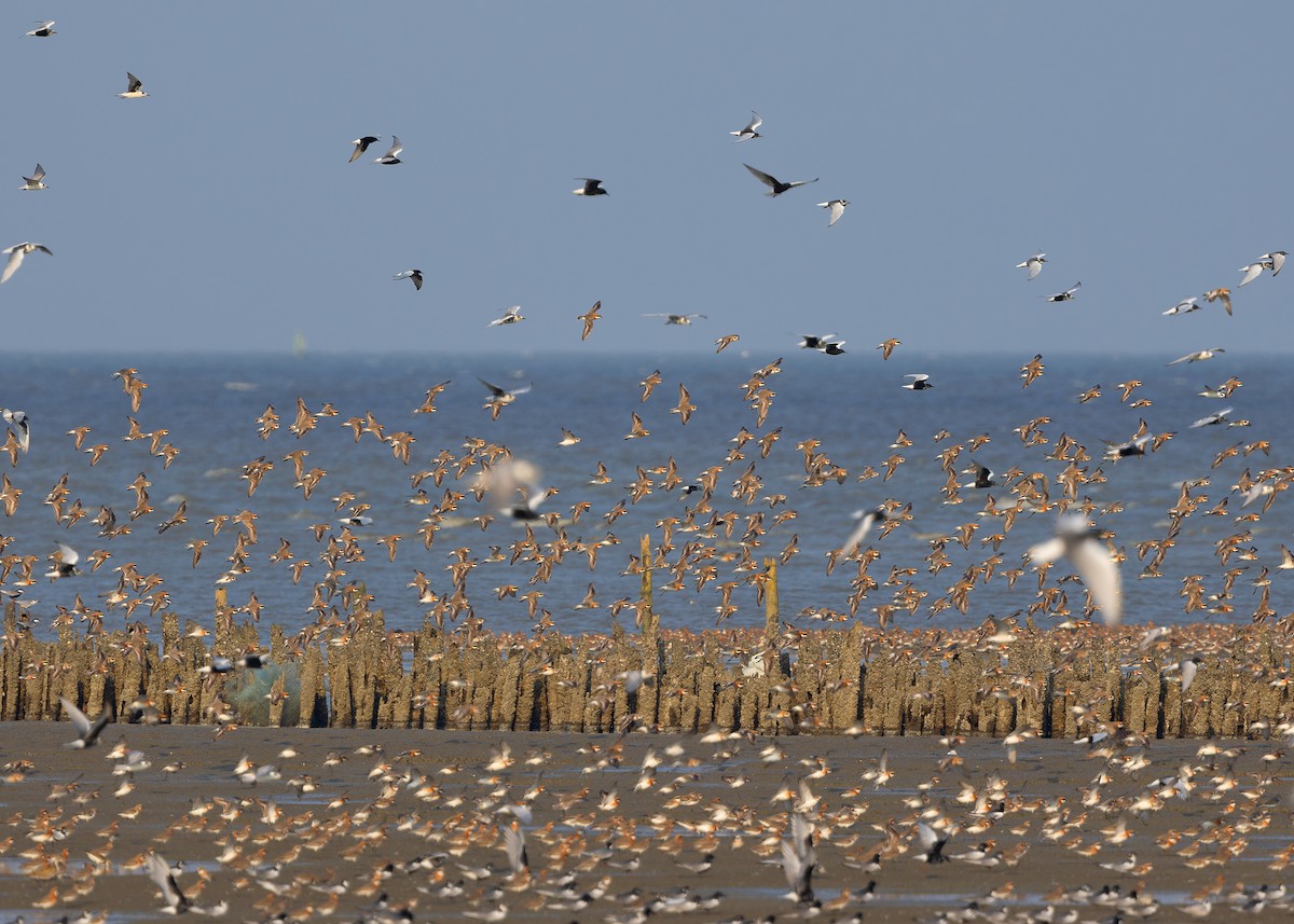 Tibetan Sand-Plover - ML618318701