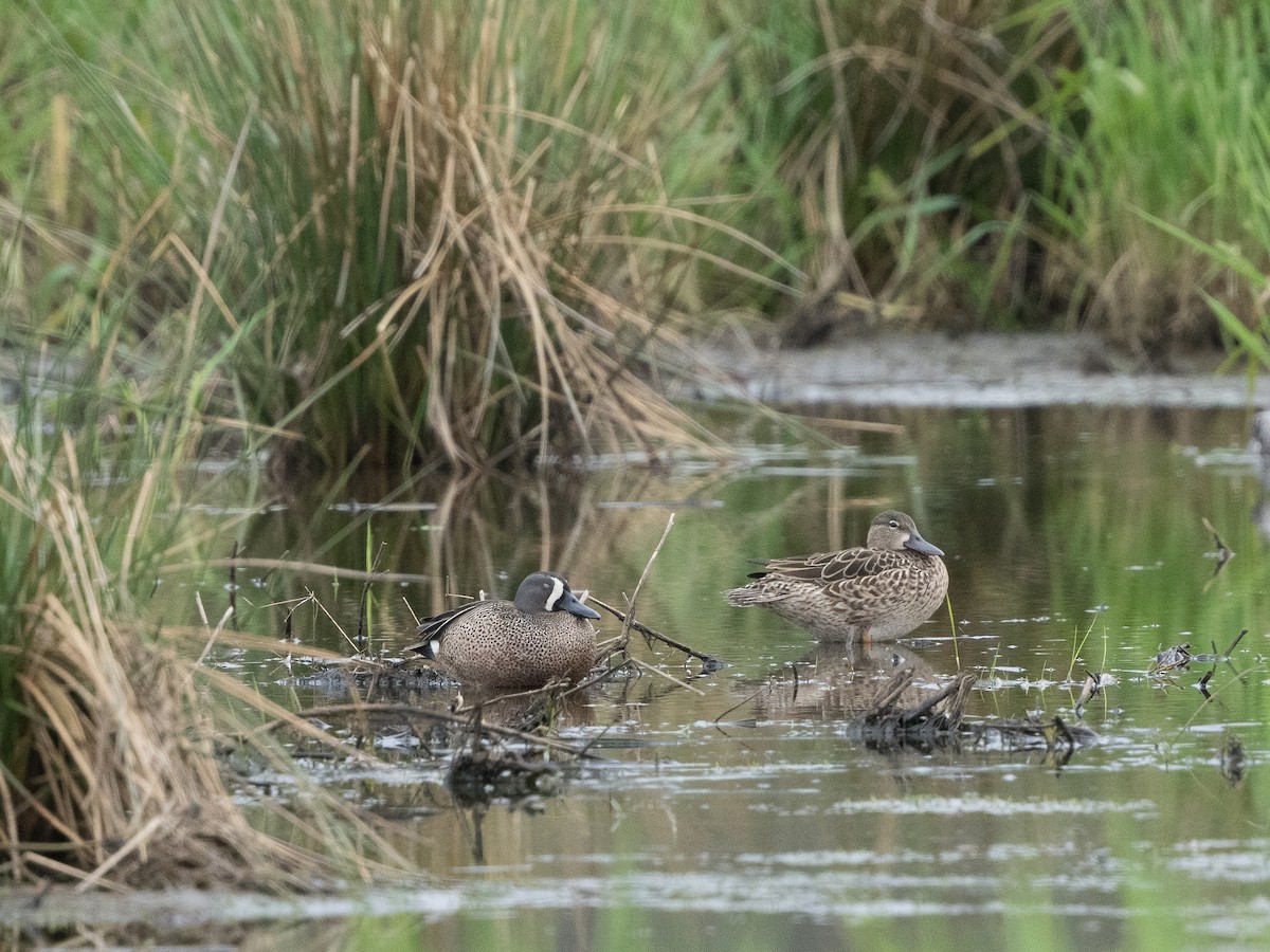 Blue-winged Teal - ML618318714