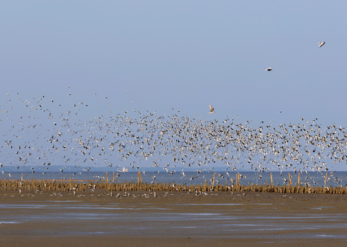 White-winged Tern - ML618318719