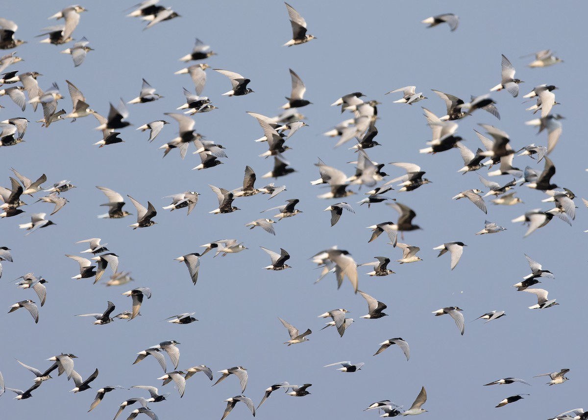 White-winged Tern - Ayuwat Jearwattanakanok