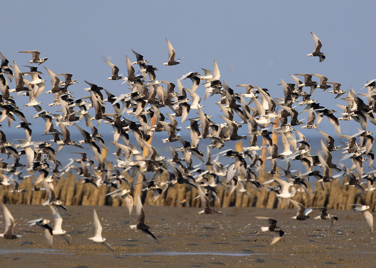 White-winged Tern - ML618318731