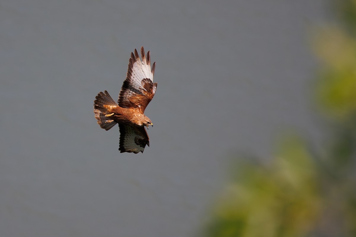 Common Buzzard (Steppe) - Giorgi Natsvlishvili