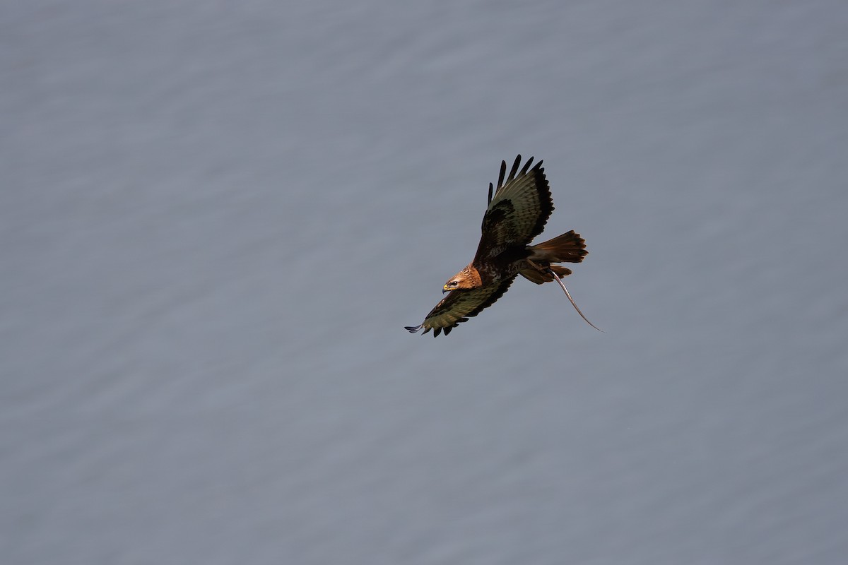 Common Buzzard (Steppe) - ML618318757