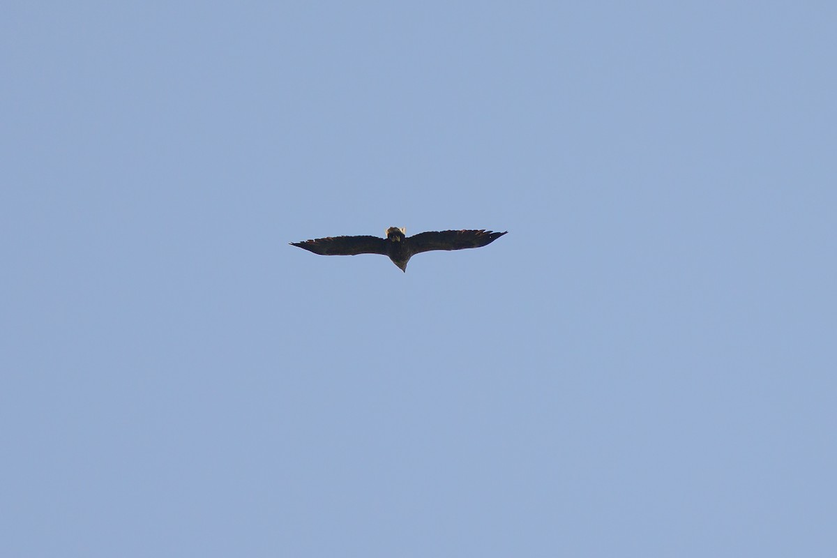 White-tailed Eagle - Giorgi Natsvlishvili