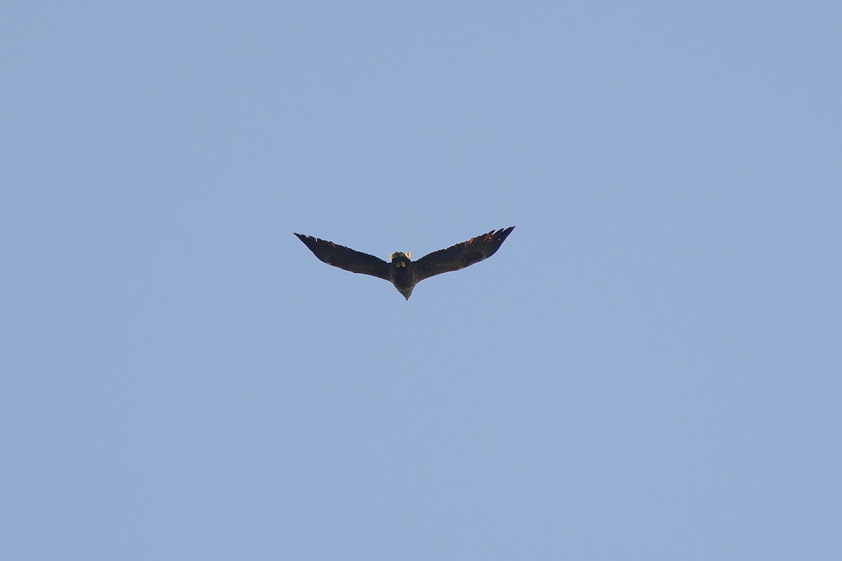 White-tailed Eagle - ML618318773