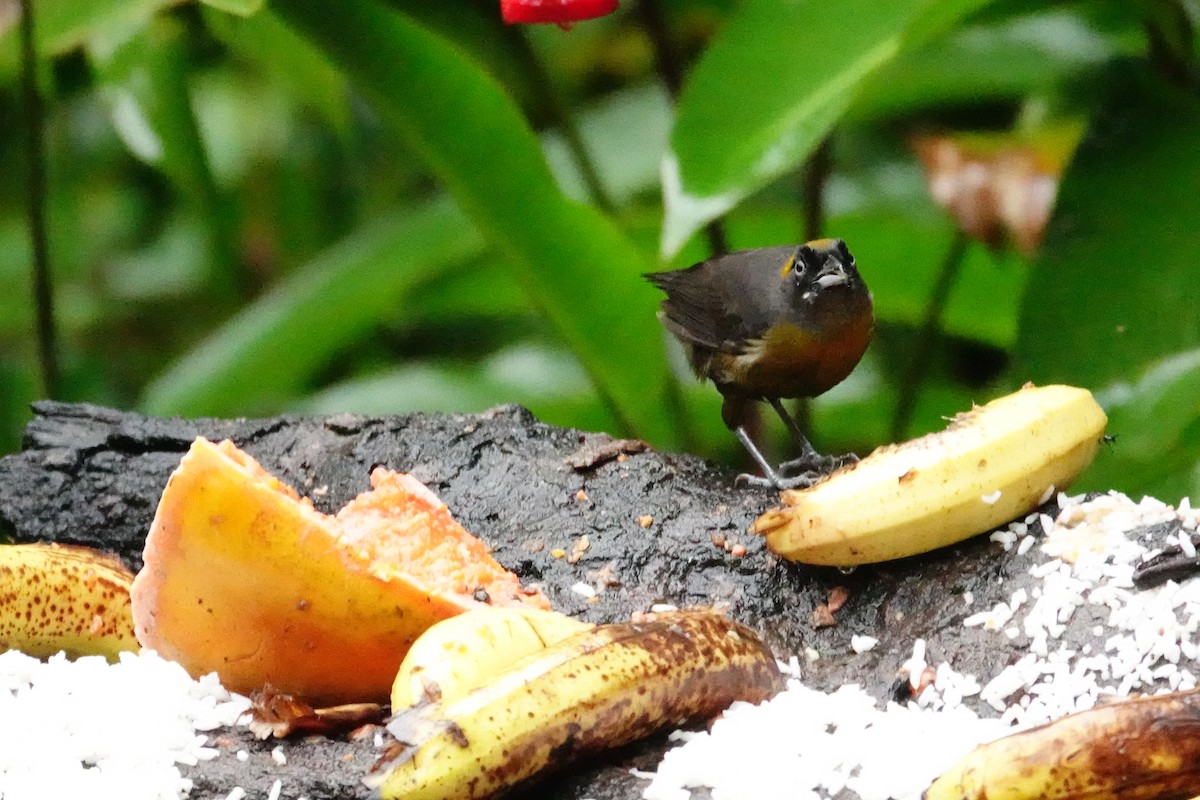 Dusky-faced Tanager - Betty Beckham