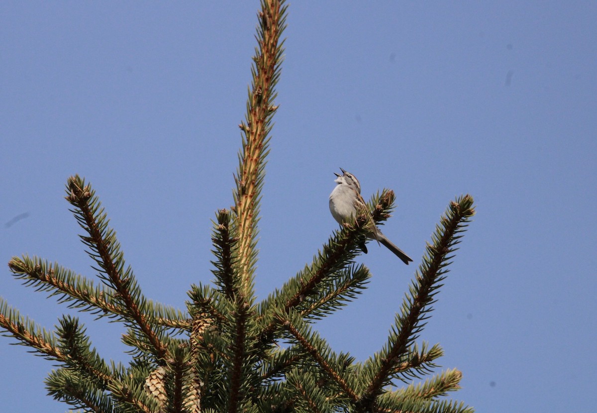 Chipping Sparrow - ML618318782