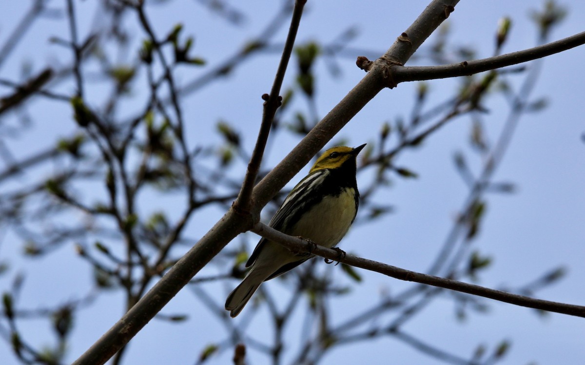 Black-throated Green Warbler - ML618318798