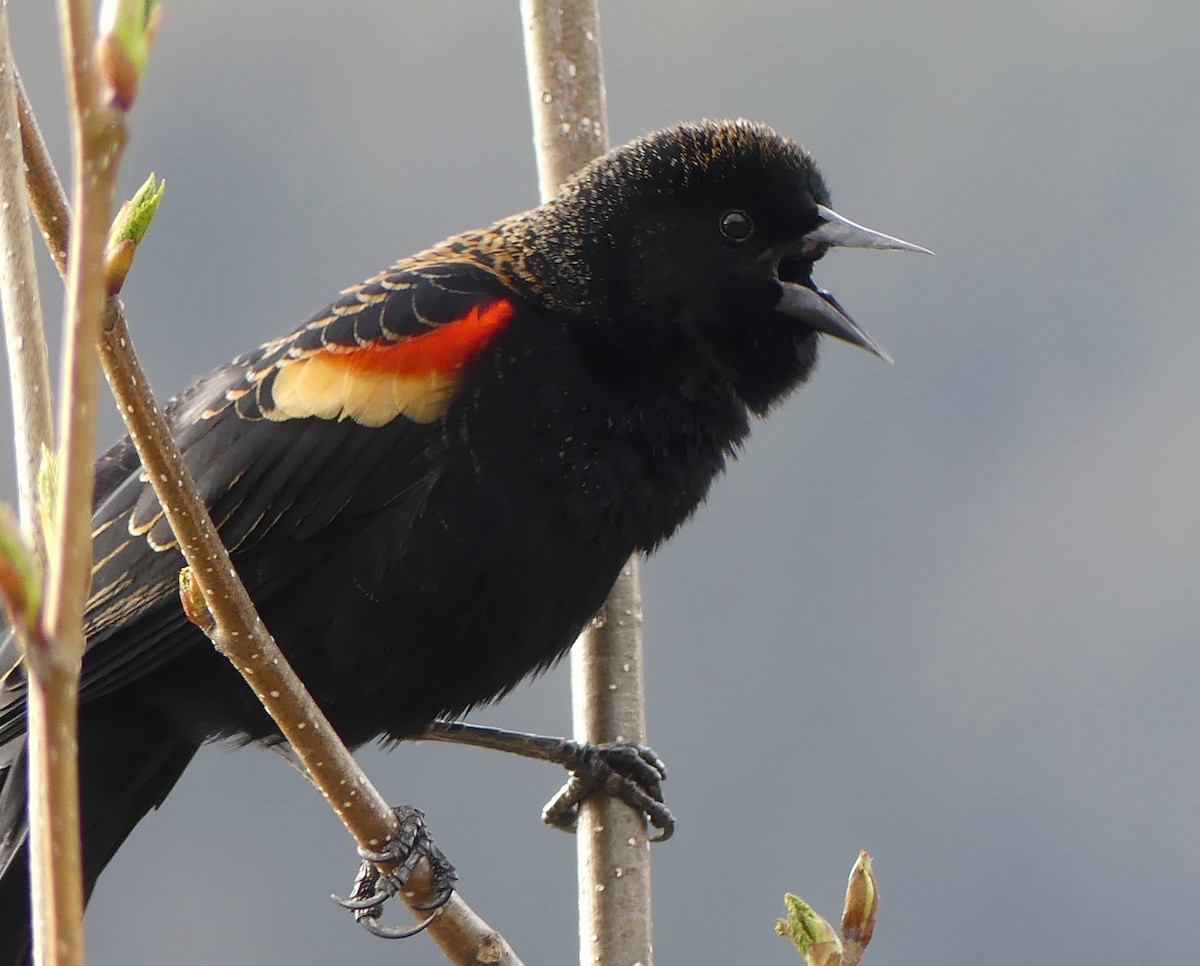Red-winged Blackbird - Gus van Vliet