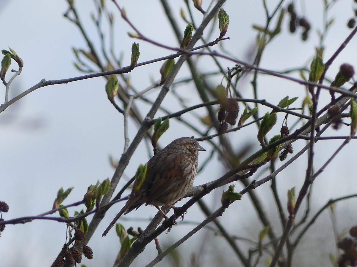 Song Sparrow - ML618318837