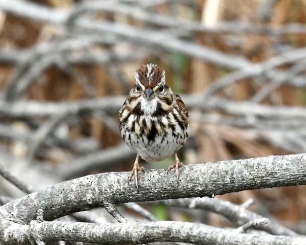 Song Sparrow - Heather Pickard