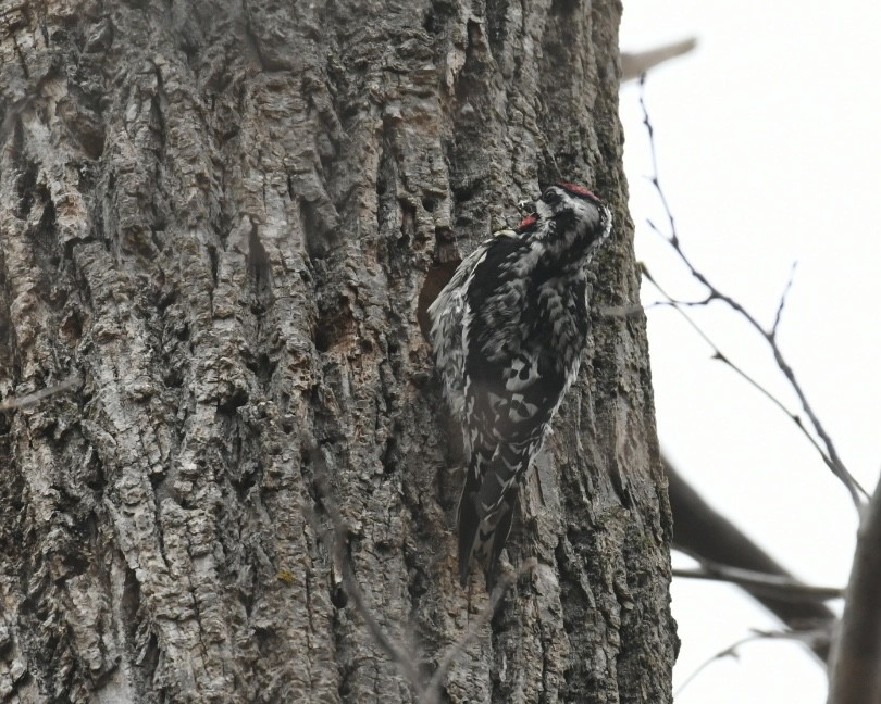 Yellow-bellied Sapsucker - Heather Pickard