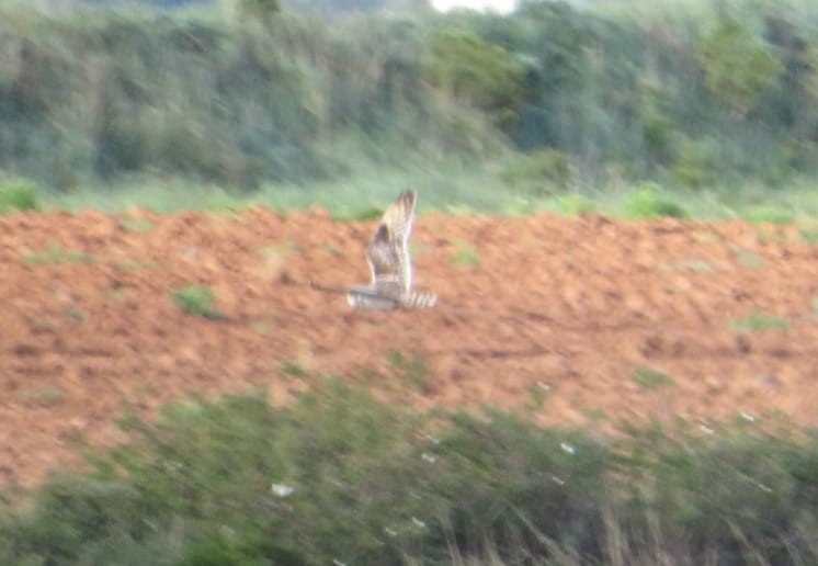 Short-eared Owl - ML618318888