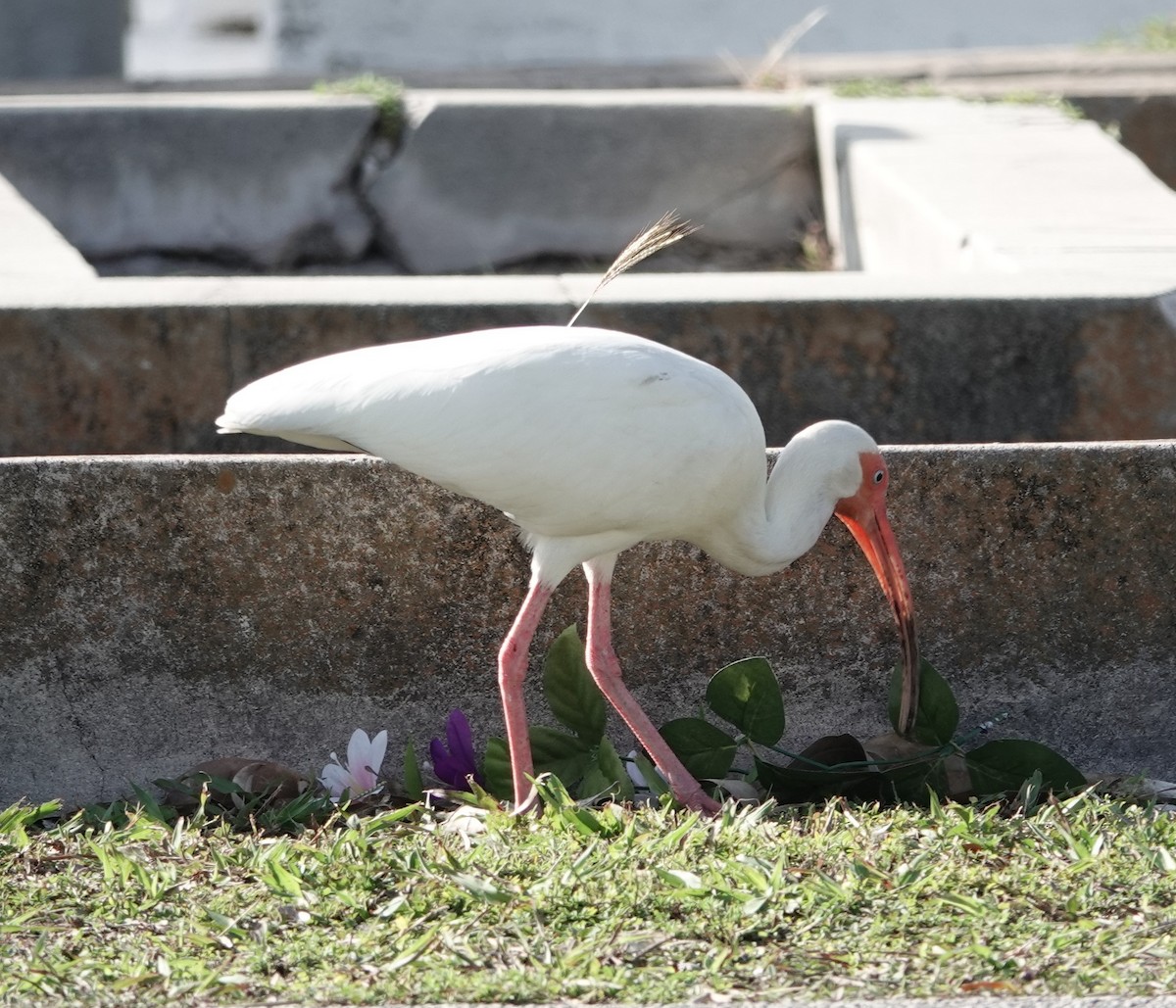 ibis bílý - ML618318898