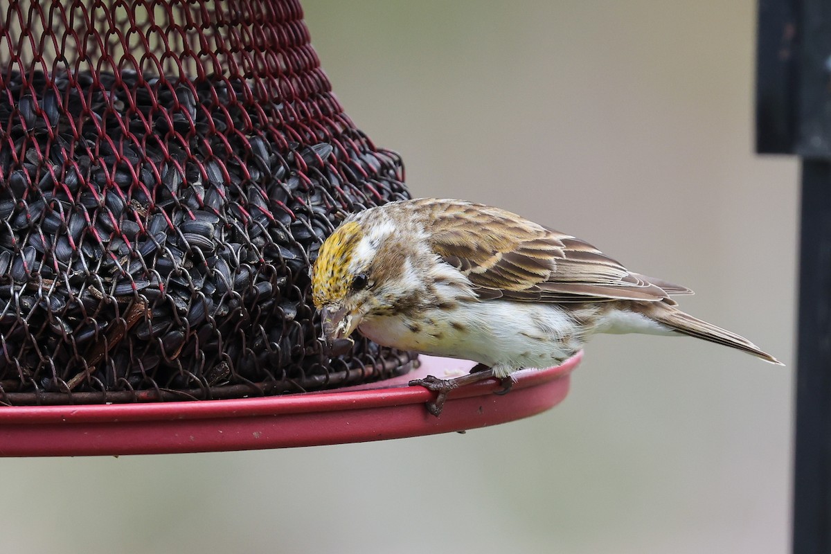 Purple Finch - ML618318934