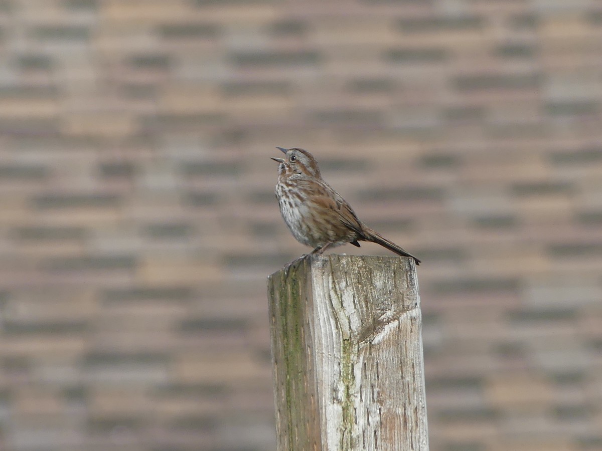 Song Sparrow - ML618318948