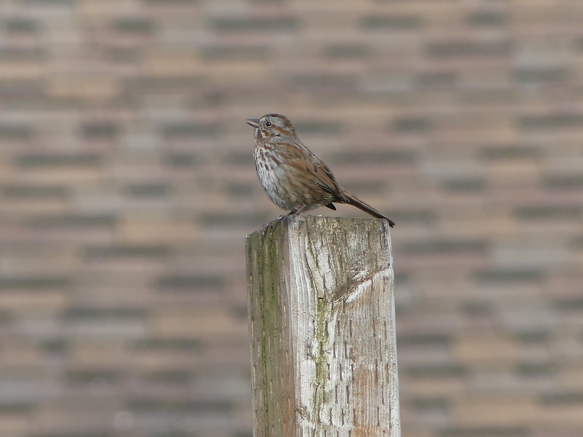 Song Sparrow - ML618318949