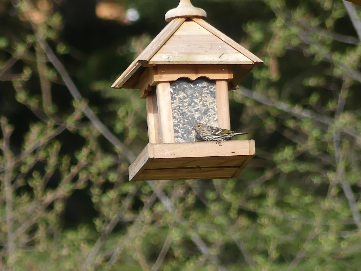 Pine Siskin - ML618318955