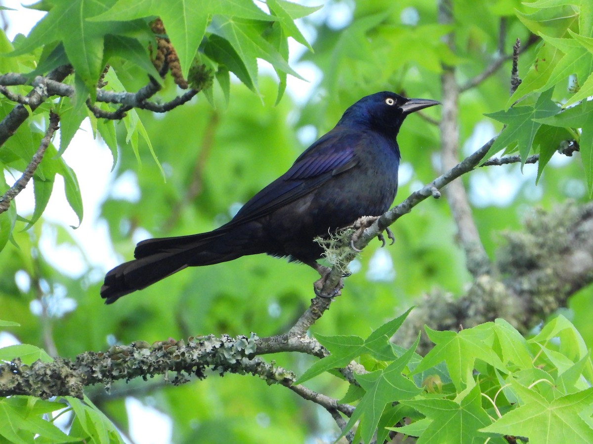 Common Grackle - ML618318984