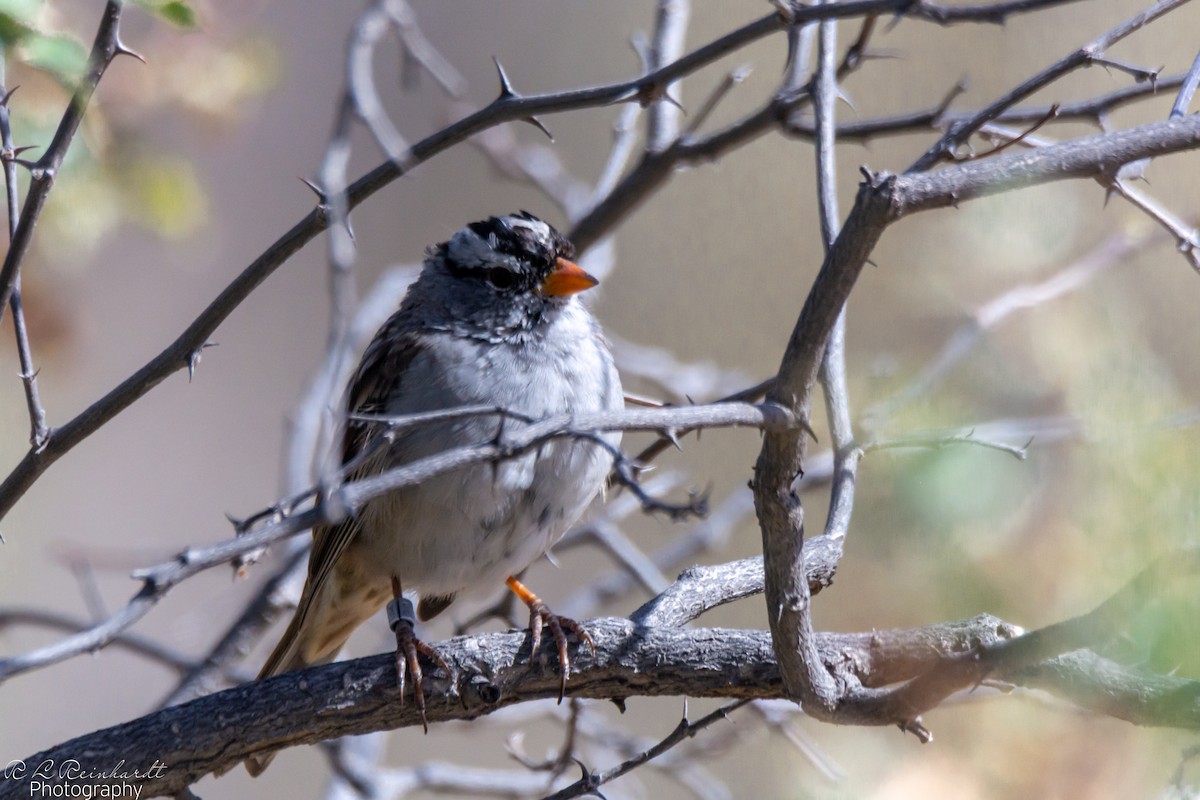 White-crowned Sparrow - ML618319023