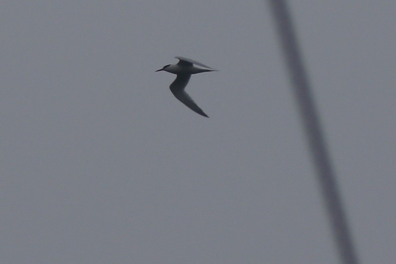 Sandwich Tern - Kit Britten