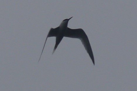 Sandwich Tern - ML618319040