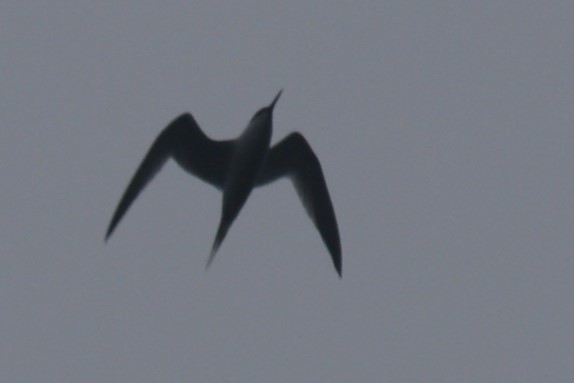 Sandwich Tern - Kit Britten