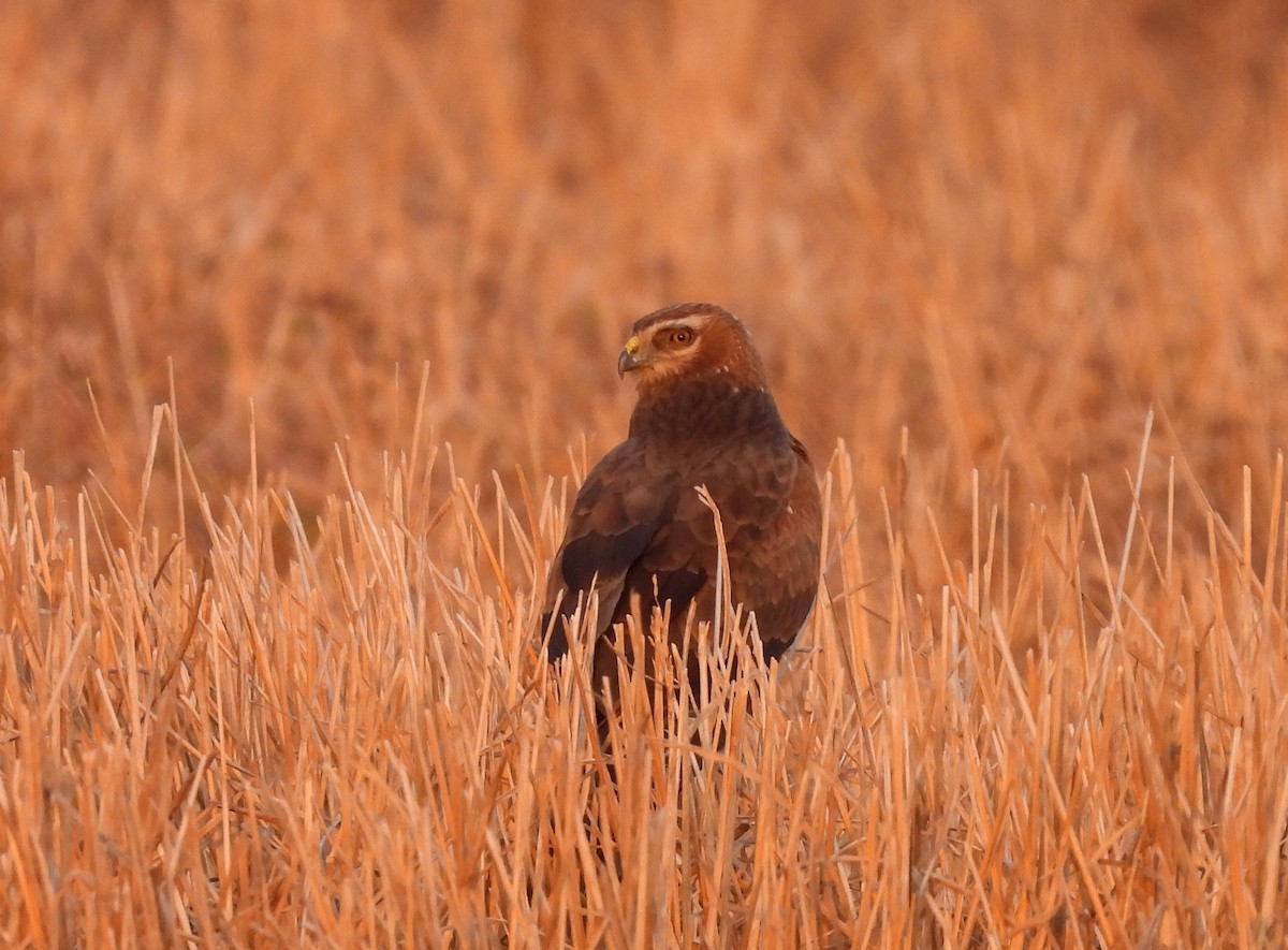 Eastern Marsh Harrier - ML618319061