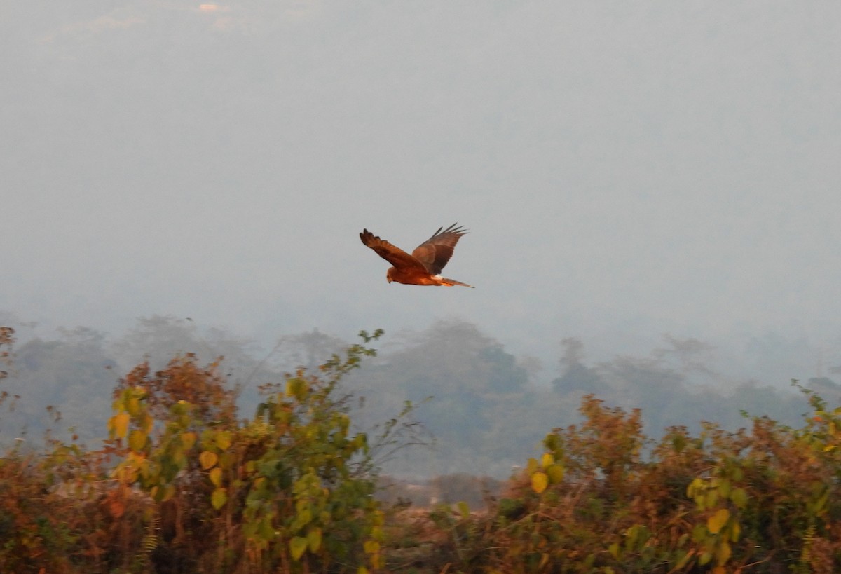 Eastern Marsh Harrier - Madhu Gupta