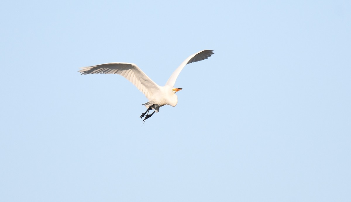 Great Egret - ML618319083