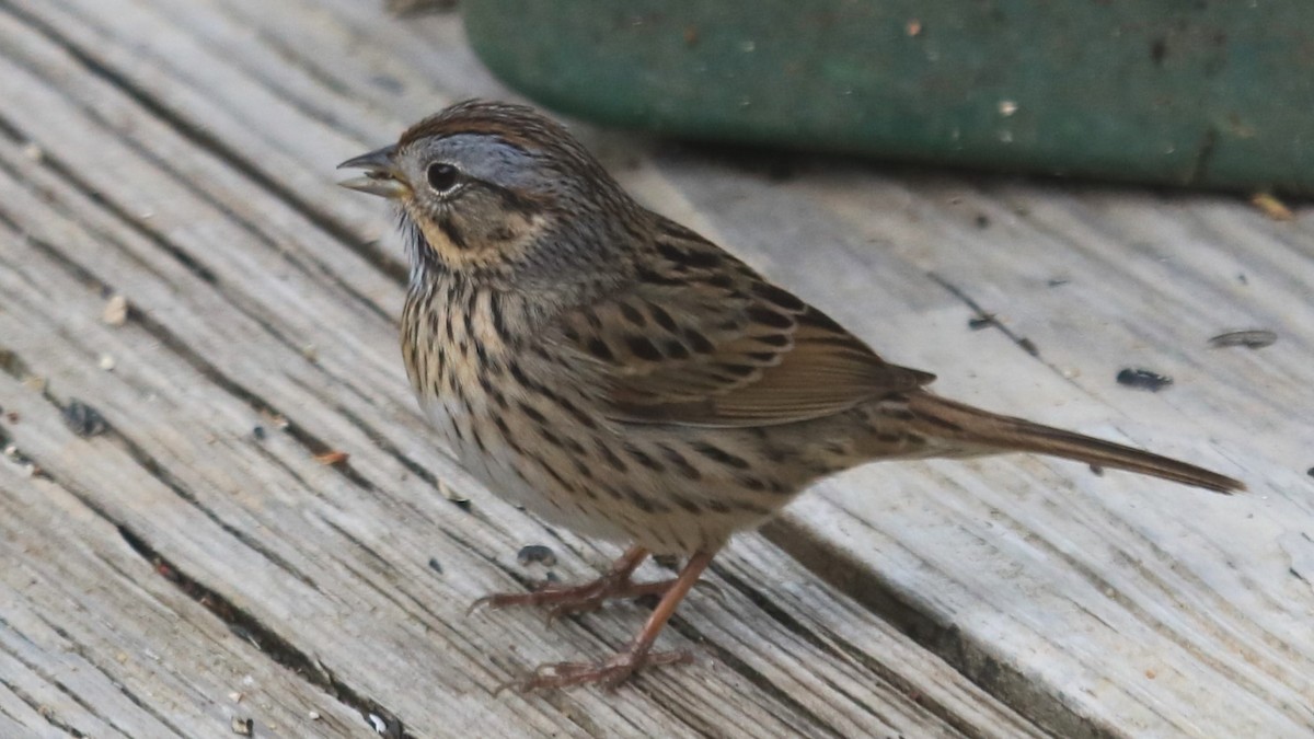 Lincoln's Sparrow - ML618319088